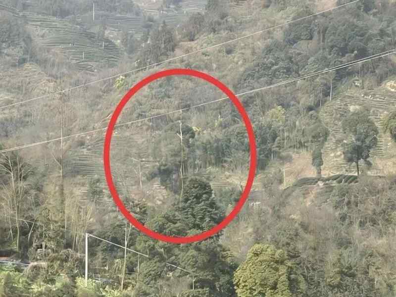 无人机作业失控挂线酿停电;持证飞手多次违规,终被依法拘留五日。 新闻