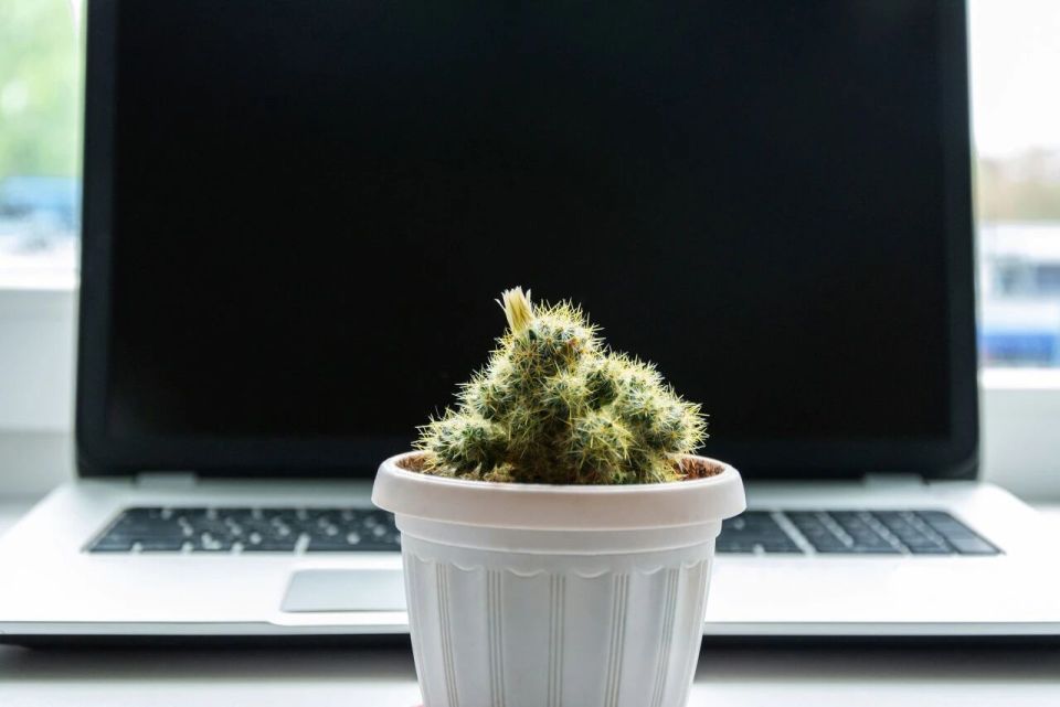 仙人掌防电脑辐射的传闻,究竟从何而来;真相究竟如何。 健康养生