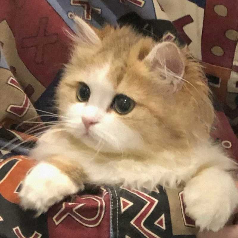 那些为猫咪倾注心血的日与夜：一位养猫人走过的弯路与最终的安心 新闻